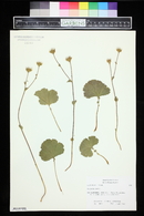 Geum peckii image