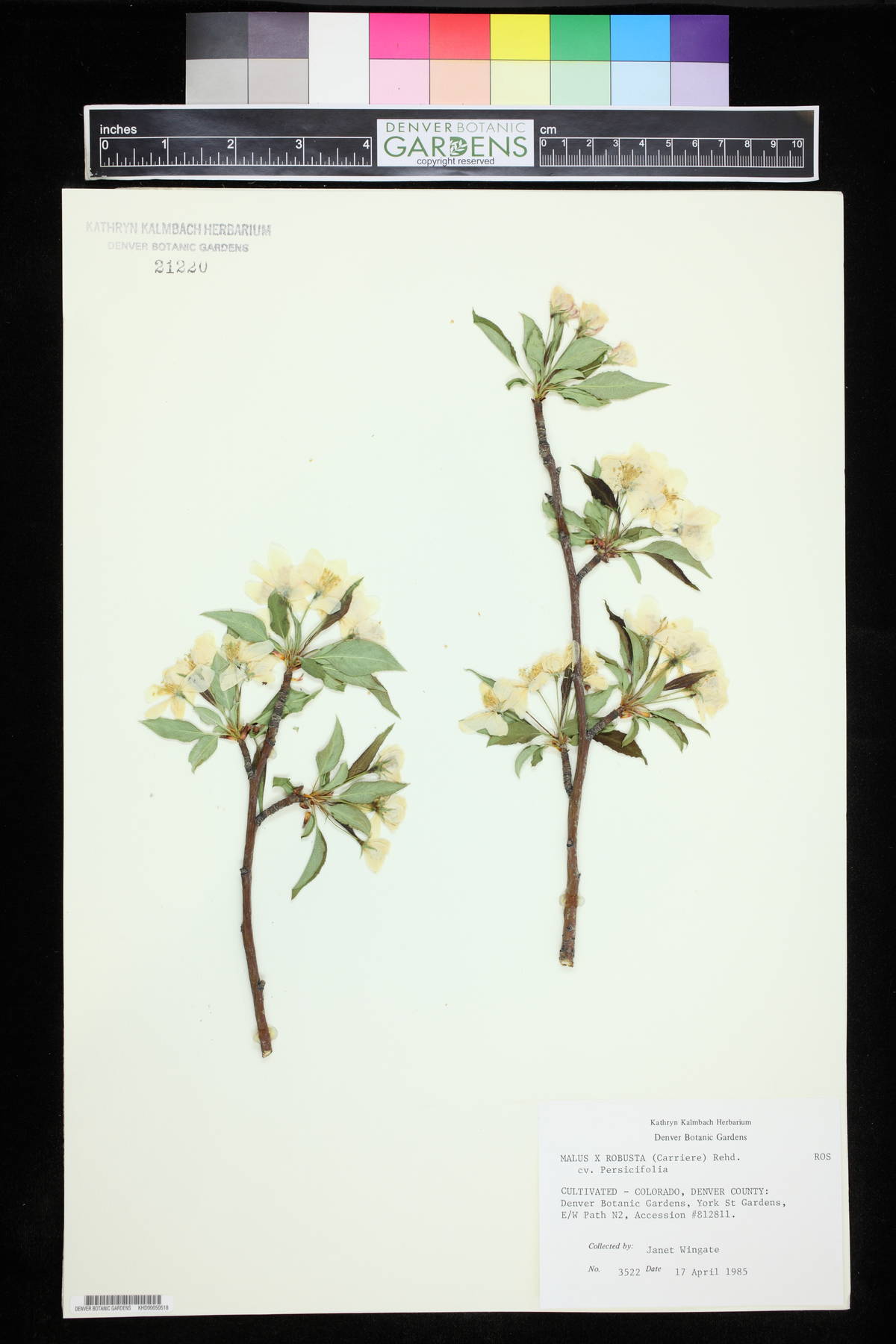 Malus x robusta image