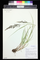 Calamagrostis canadensis var. canadensis image