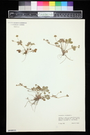 Potentilla canadensis image