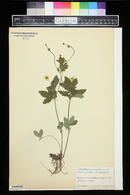 Potentilla canadensis image