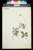 Potentilla canadensis image