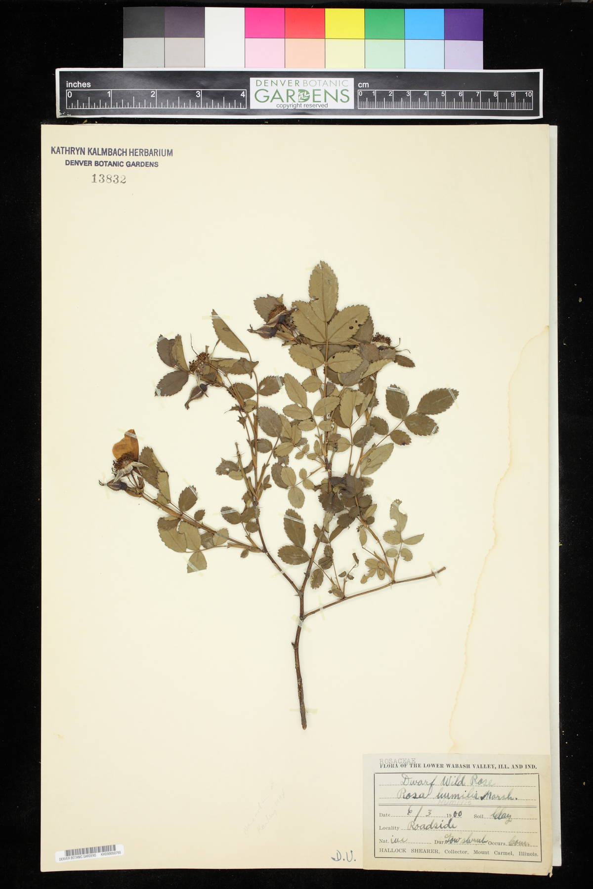 Rosa humilis image
