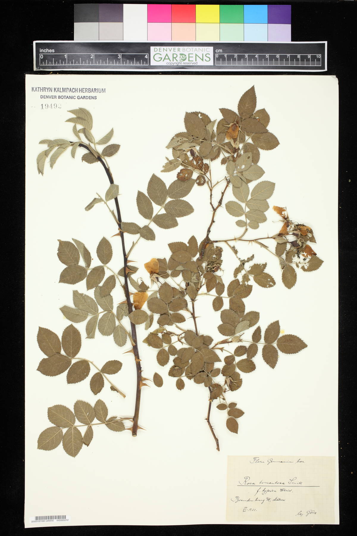 Rosa tomentosa image