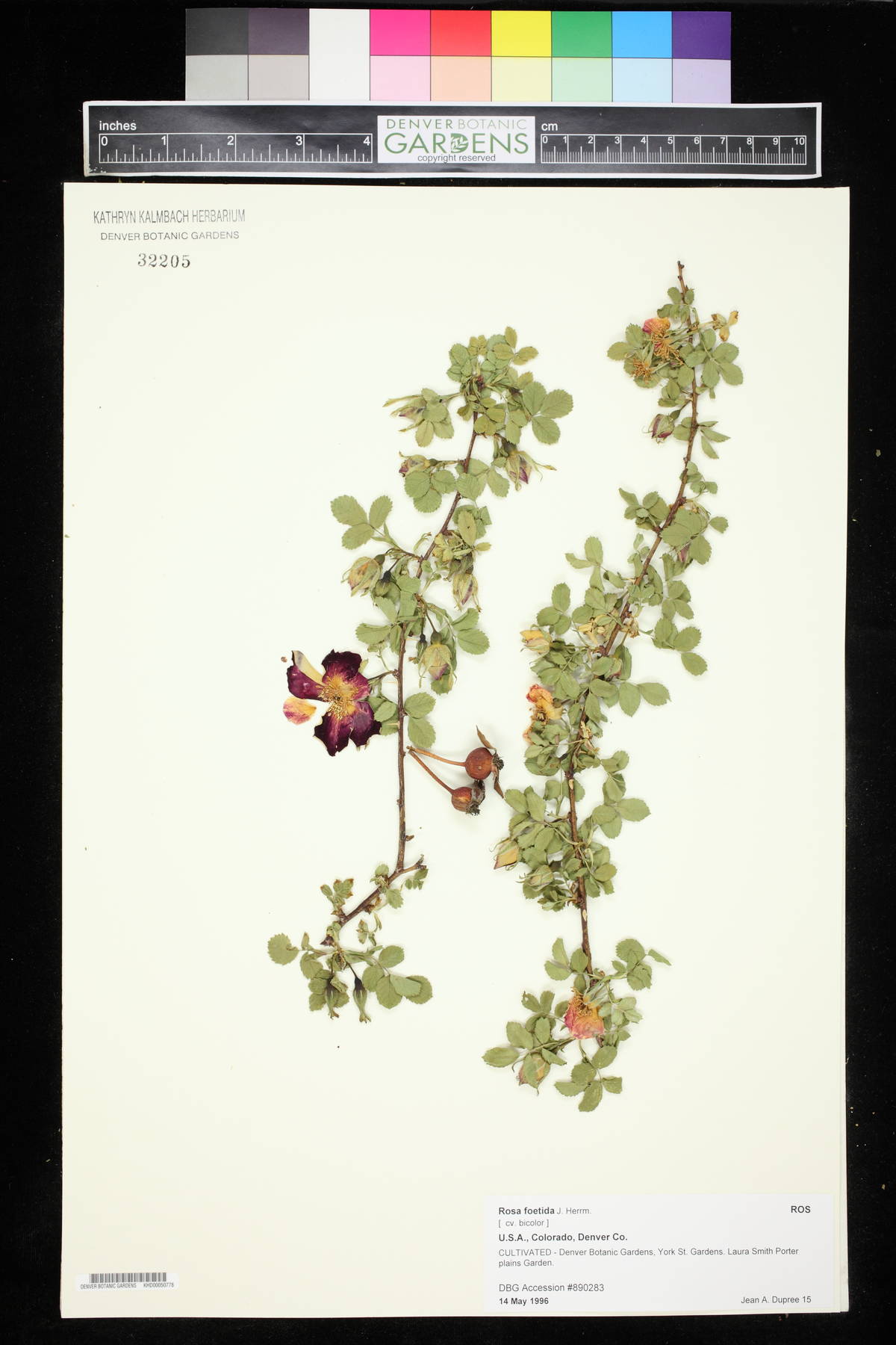 Rosa foetida image
