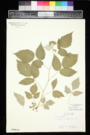 Rubus occidentalis image