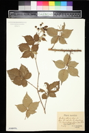 Rubus affinis image