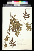 Rubus rosaefolius image