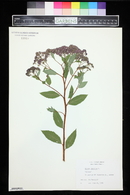 Spiraea japonica image