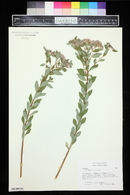 Spiraea japonica image