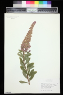 Spiraea menziesii image