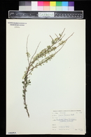 Spiraea thunbergii image