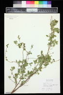 Spiraea myrtilloides image