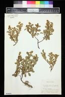 Spiraea latifolia var. septentrionalis image