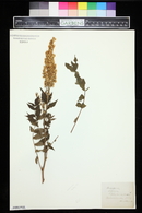 Image of Spiraea callosa