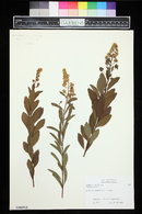 Spiraea alba image