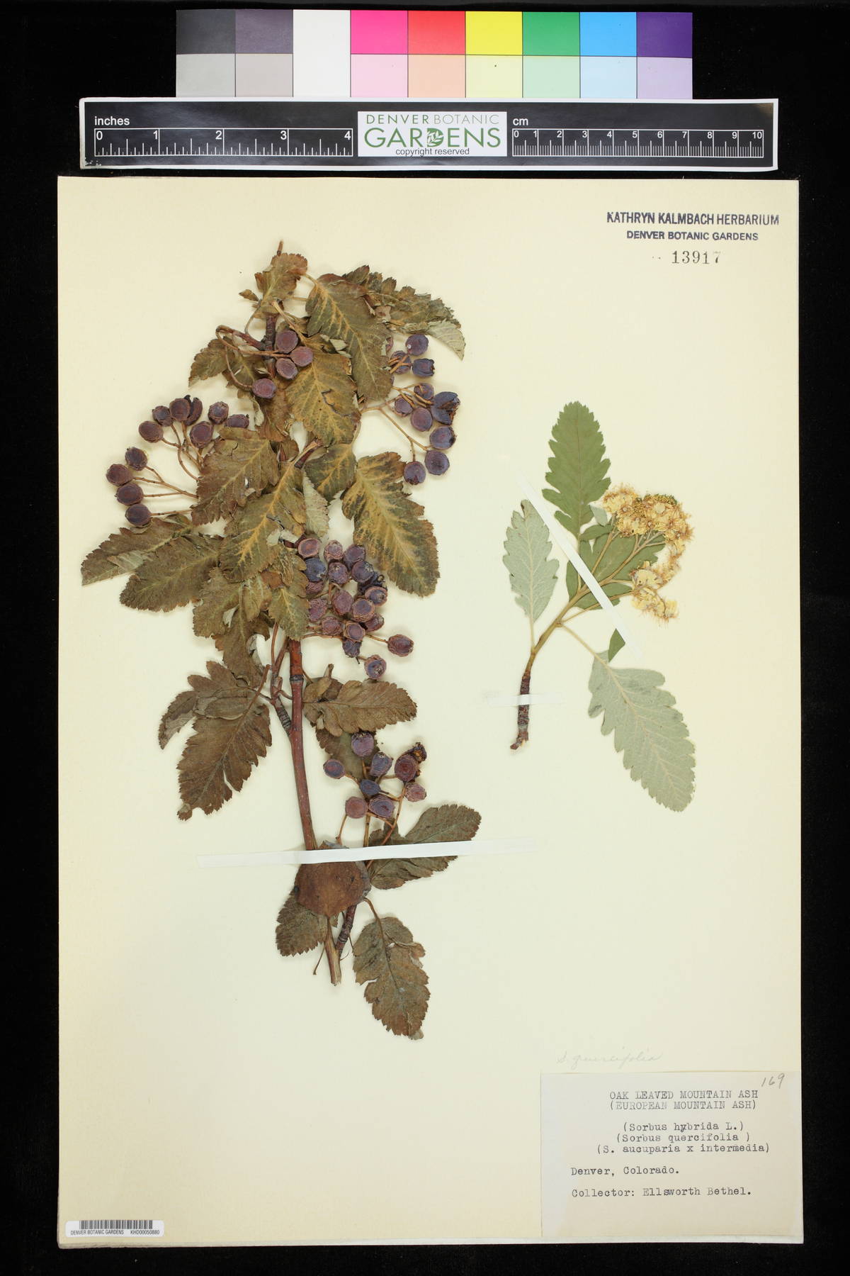 Sorbus hybrida image