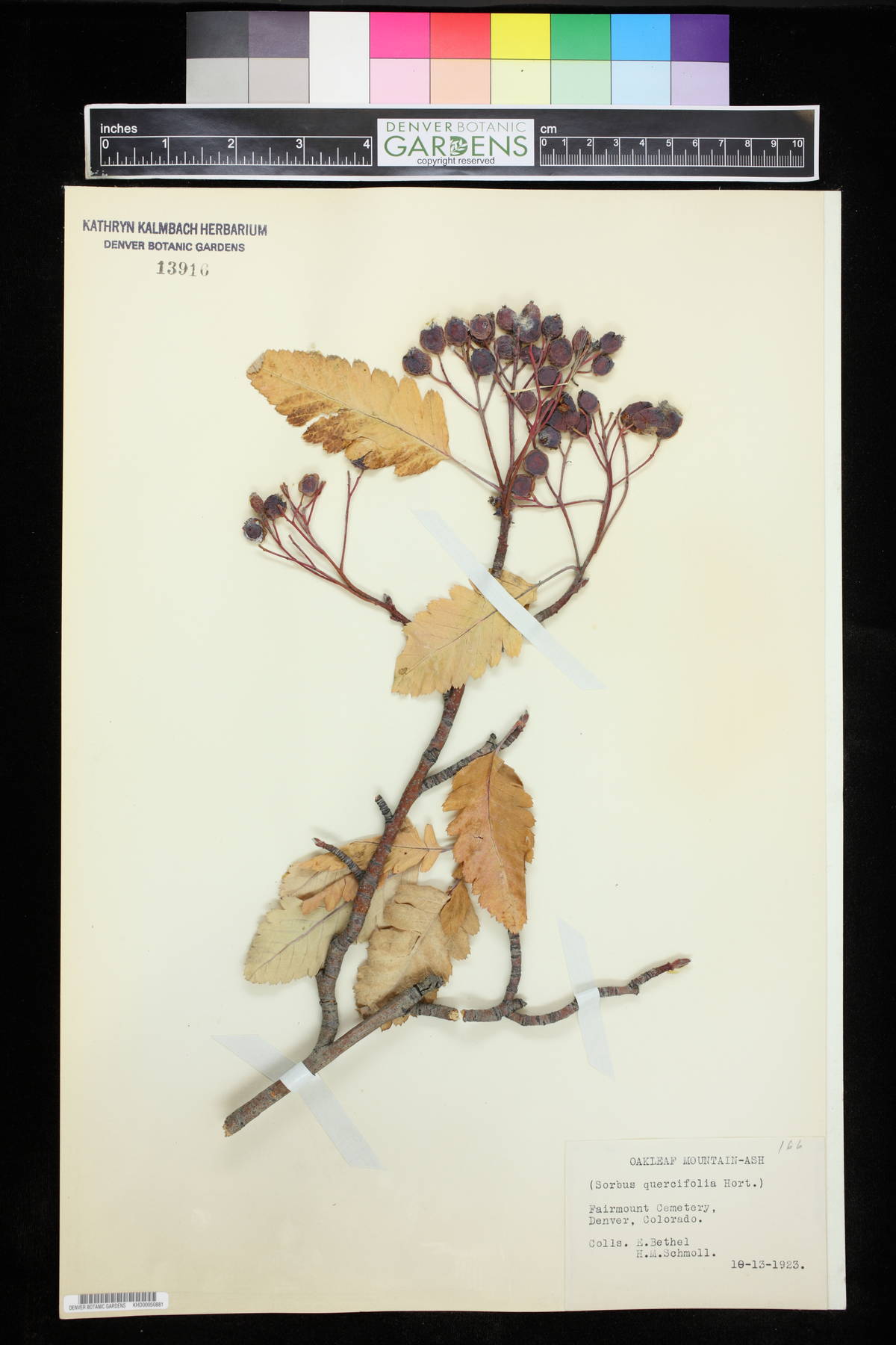 Hedlundia × thuringiaca image