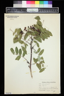 Pyrus americana image