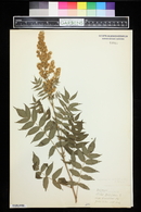Spiraea sorbifolia image