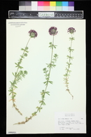 Phuopsis stylosa image