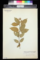 Cephalanthus occidentalis image