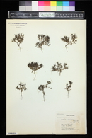 Houstonia humifusa image