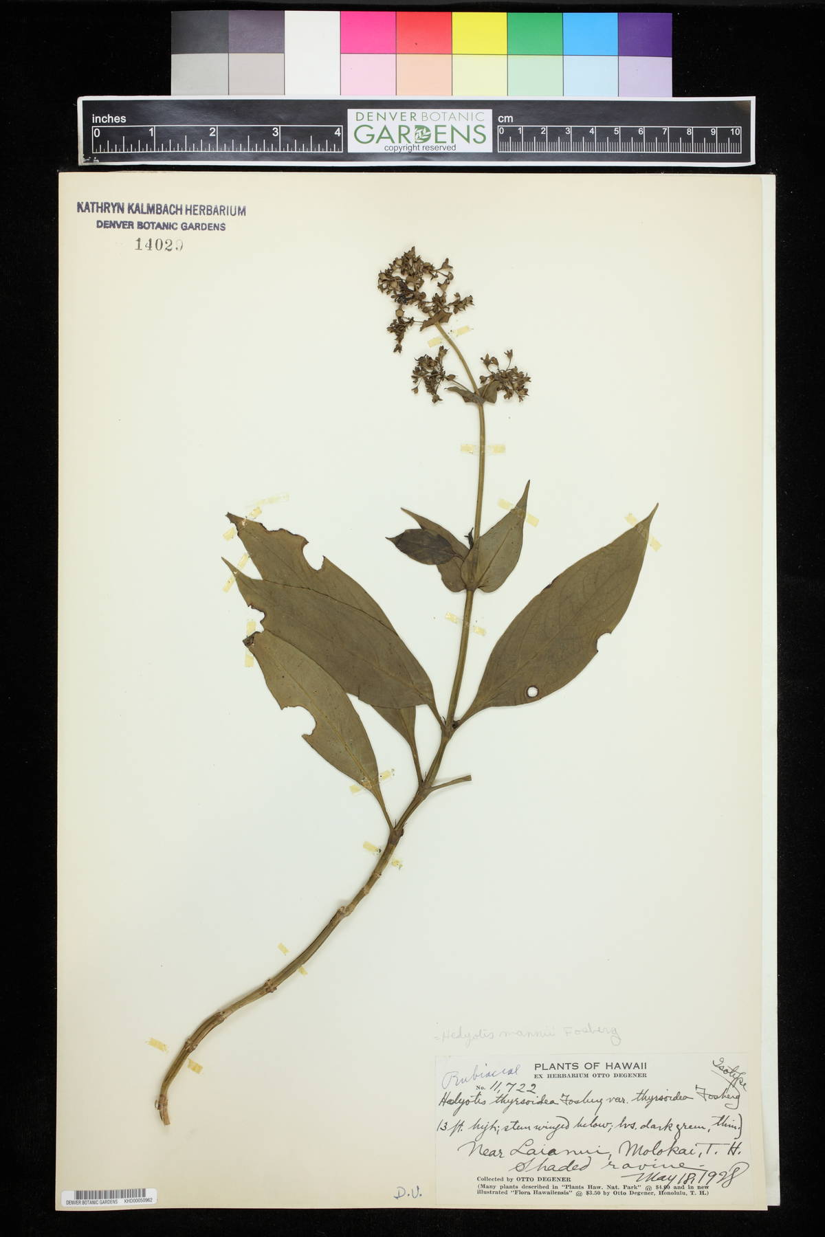 Hedyotis thyrsoidea image