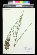 Galium cryptanthum image