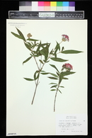 Rondeletia leucophylla image