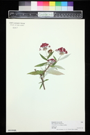 Rondeletia leucophylla image