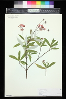 Rondeletia leucophylla image