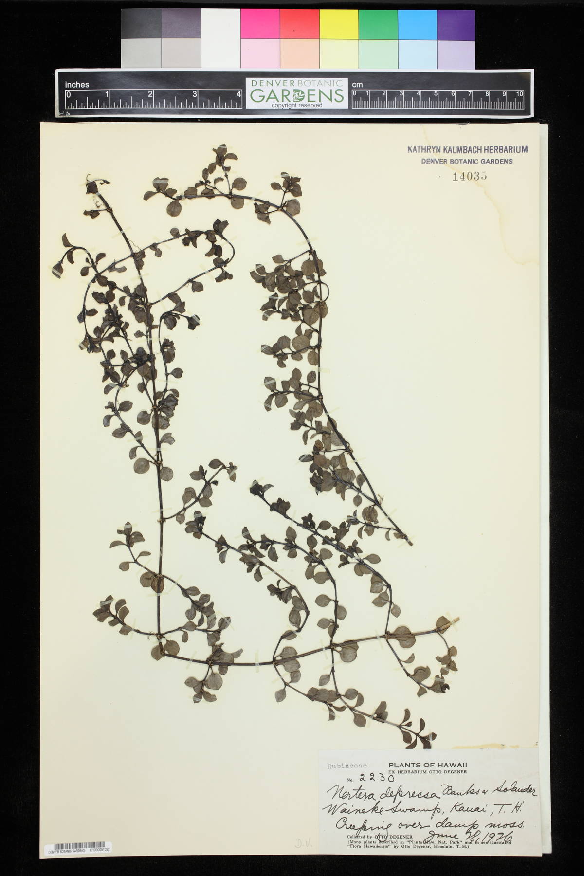 Nertera granadensis var. granadensis image