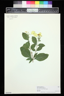 Image of Mussaenda glabra