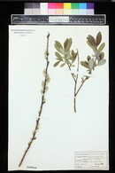 Salix humilis image