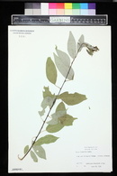 Salix lasiandra image