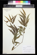 Salix nigra image