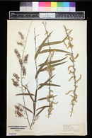 Salix nigra image