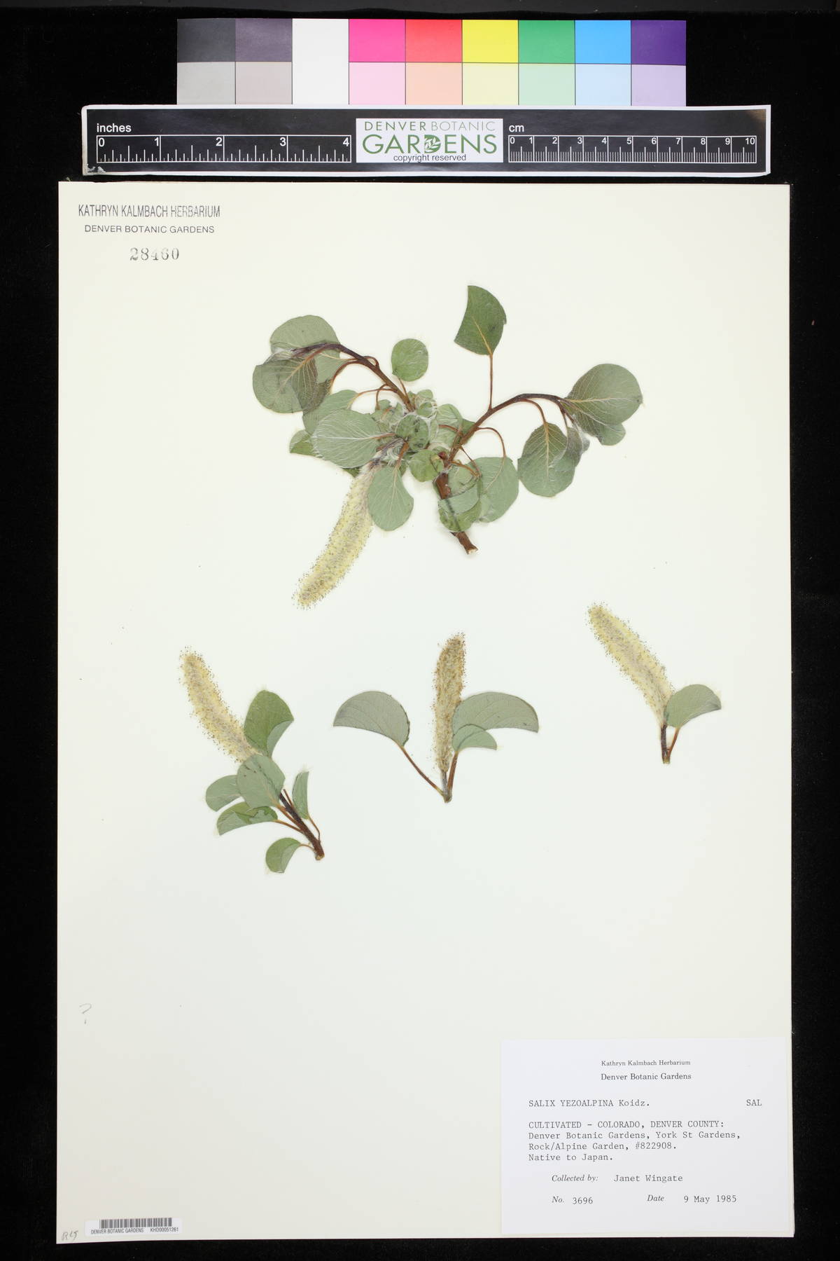 Salix nakamurana subsp. yezoalpina image