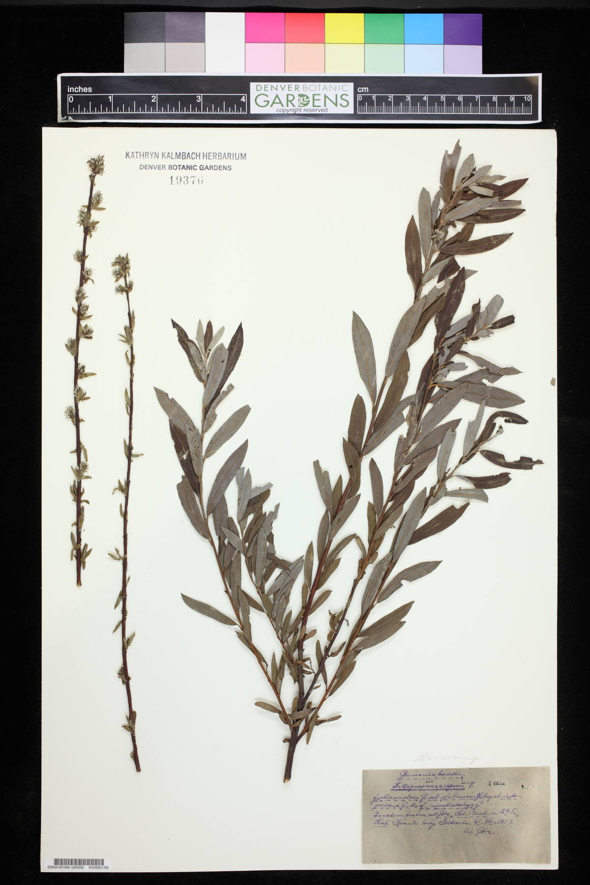Salix purpurea image