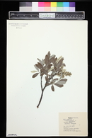 Salix glauca image