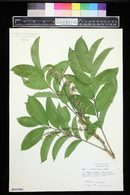 Harpullia arborea image