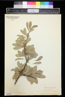 Sideroxylon lanuginosum image