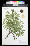 Xanthoceras sorbifolia image