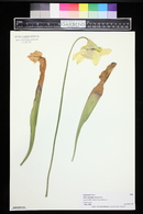 Sarracenia flava image