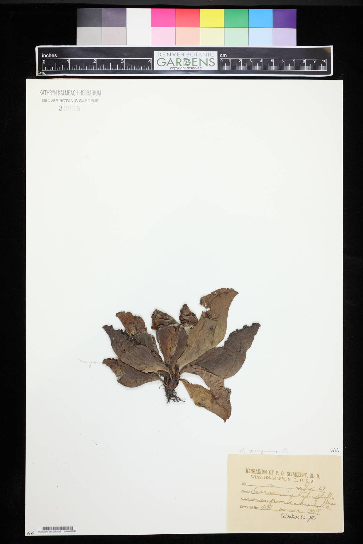 Sarracenia heterophylla image