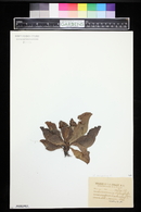 Sarracenia heterophylla image
