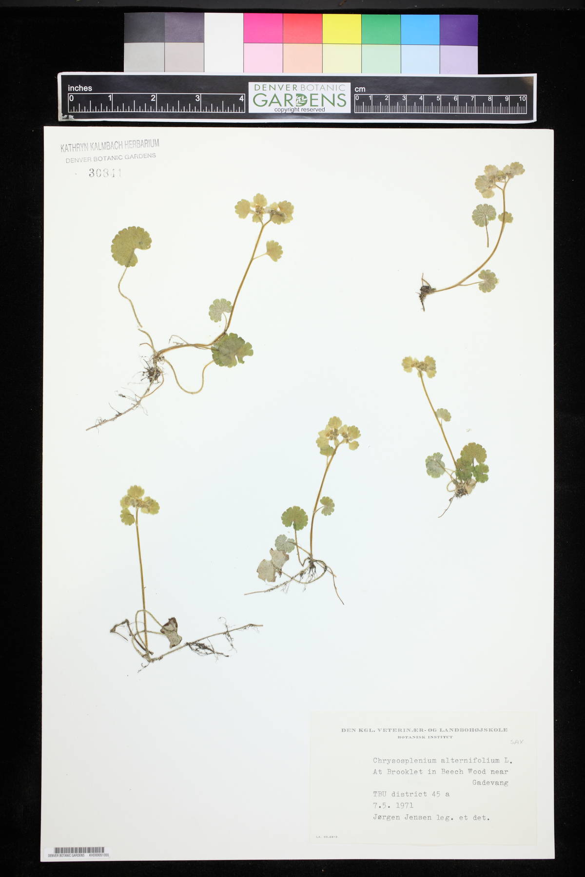 Chrysosplenium alternifolium image