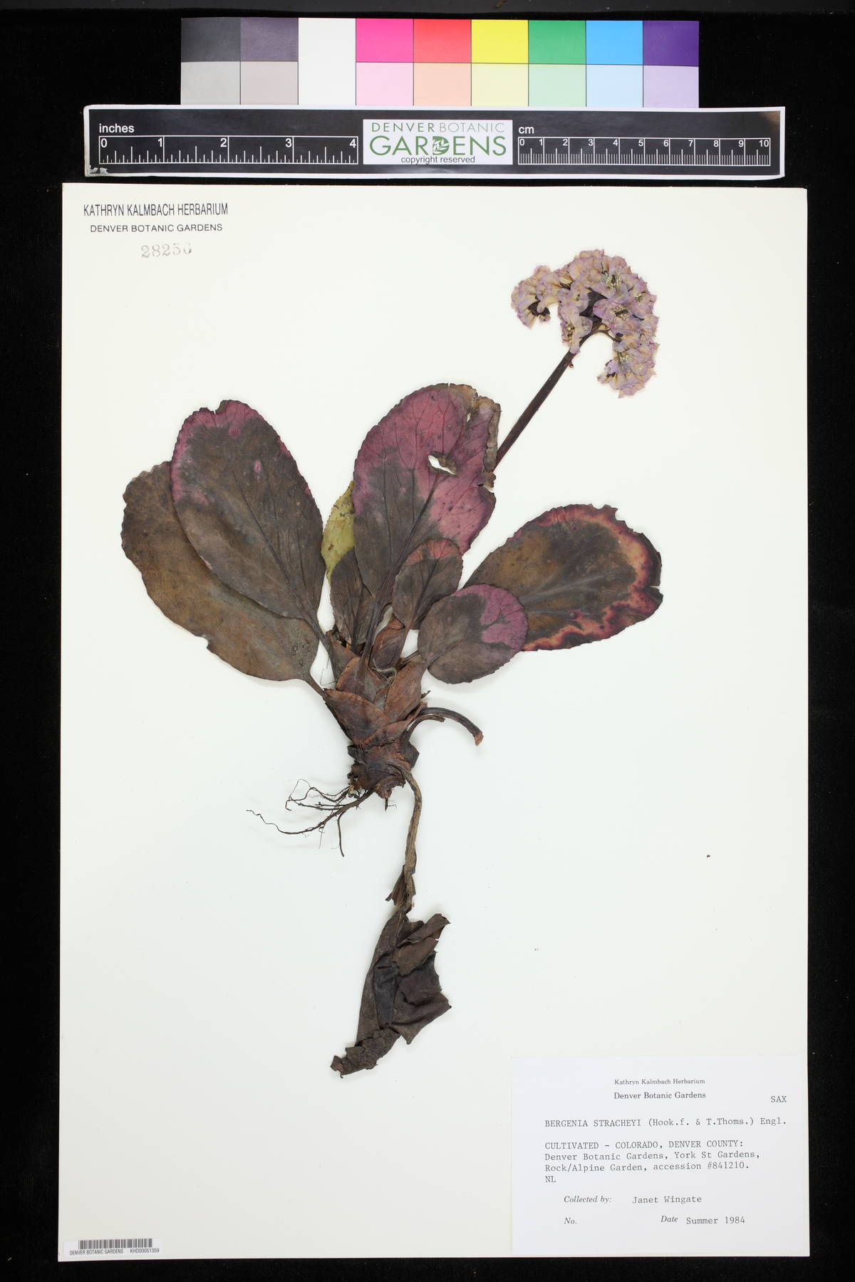 Bergenia stracheyi image