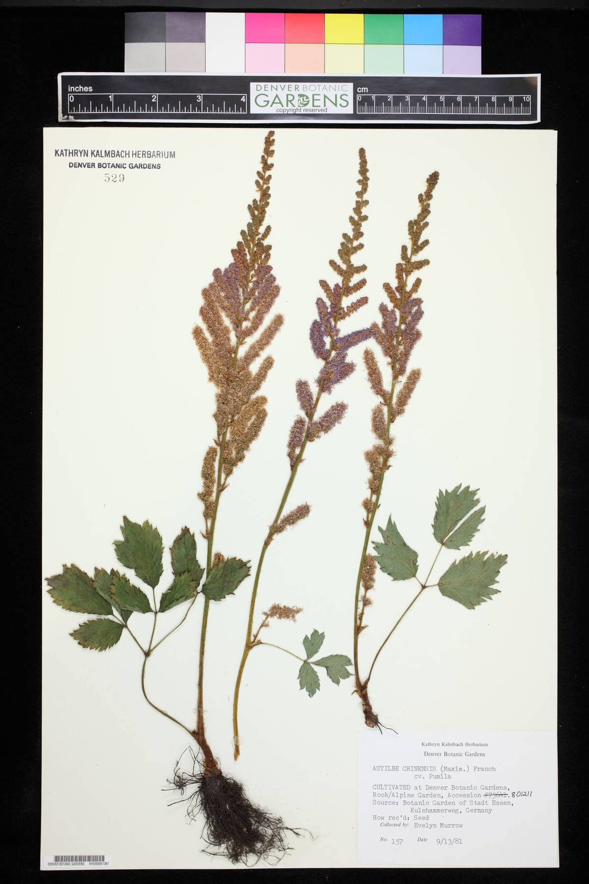 Astilbe rubra image